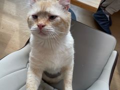 -猫腻·猫咖·撸猫馆(星光大道店)