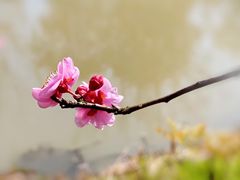 -花开海上生态园
