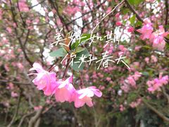 -茅家埠