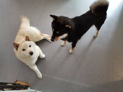 -喜柴咖啡·柴犬狗咖