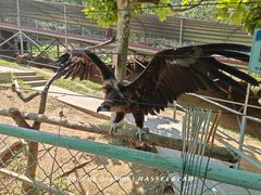 -西霞口神雕山野生动物世界