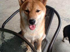 -柴犬高等学院·狗咖·柴犬售卖·宠物训练