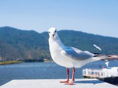 -海埂大坝