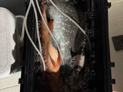 -小猫钓鱼海钓俱乐部(椰梦长廊店)