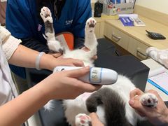 -乐派堂宠物医院·猫友好· 心脏科(东街店)