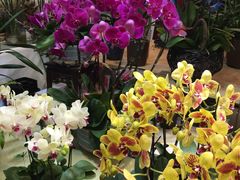 -双季花艺园艺市场(浦东店)