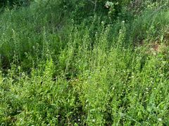 -盘龙城国家考古遗址公园