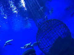 -芜湖新华联大白鲸海洋公园