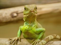 -上海大自然野生昆虫馆(东方明珠·爬宠昆虫探索中心)