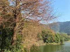 -深圳仙湖植物园