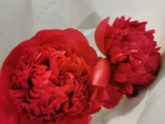 -双季花艺园艺市场(浦东店)