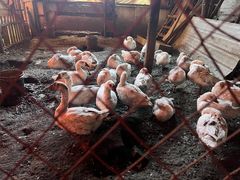 -鱼窝棚柴火铁锅炖(富山屯店)