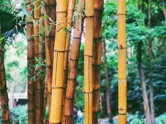 -广州市白云山风景名胜区