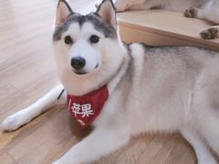 -Husky Go! 哈士奇体验馆·宠物咖啡厅狗咖