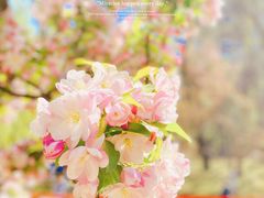 -海棠花溪(元大都城垣遗址公园)