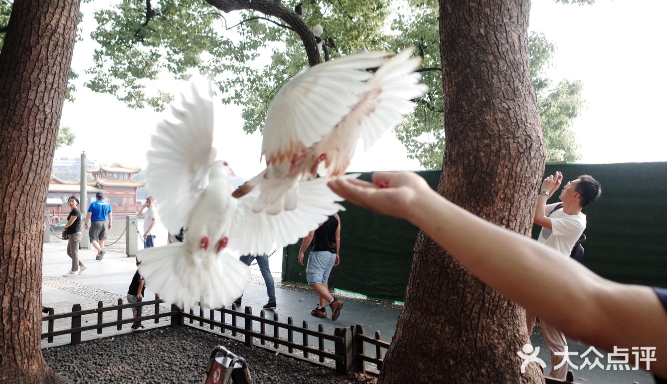 不可错过的西湖边动物打卡🕊