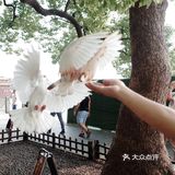 不可错过的西湖边动物打卡🕊