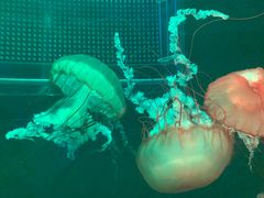 -海合安成都极地海洋公园