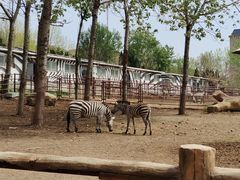 -大连森林动物园