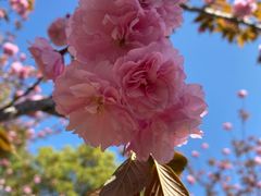 -高东镇樱花园