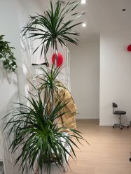 点击看大图 -舒欣头疗·俏丝谧语 白发脱发专业护理