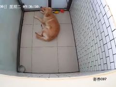 -趣玩宠物乐园寄养训犬训狗游泳池
