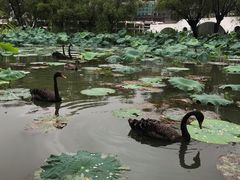 -长兴太湖图影湿地文化园