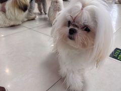 -翊宠yipet猫狗购宠庄园犬舍•猫舍