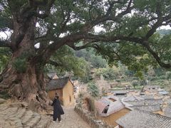 -杨家堂村