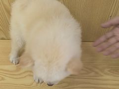 -中农大我爱我爱动物医院·核磁CT·猫病·24小时夜诊中心(石佛营店)