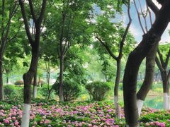 -金银湖国家城市湿地公园