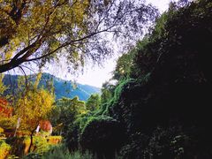 -牛背梁国家森林公园