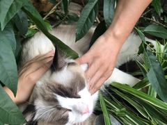 -喵屿·大理花园猫咖