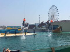 -秦皇岛乐岛海洋王国