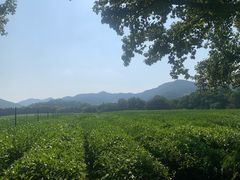 -中国茶叶博物馆(双峰馆区)