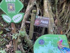 -西双版纳原始森林公园