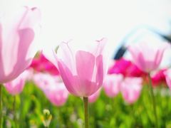 -顾村公园