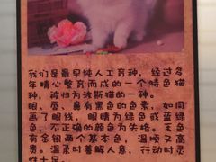 -猫咪博物馆(顶澳仔猫街店)