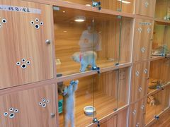 -猫十亿·布偶金渐层·曼基康矮脚猫舍(青年路店)