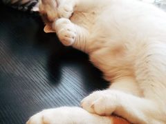 -平行世界·猫咖(首经贸店)