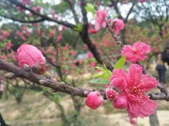 -南国桃园旅游度假区