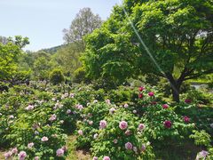 -采石矶景区