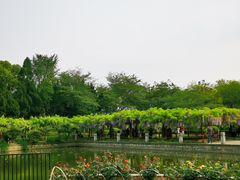 -嘉定紫藤园