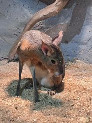 -Zoolung Zoolung动物主题公园(海信广场店)