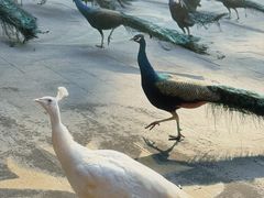 -西双版纳原始森林公园