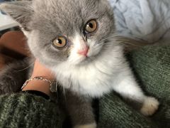 -喵zoo家庭繁育猫舍(尖东智能花园店)