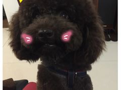 -佳雯宠物医院(四明中路分院)