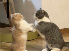 -翊宠yipet猫狗购宠庄园犬舍•猫舍