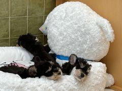 -帕帕拉兹宠物(亚洲旗舰店)