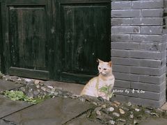 -后柳水乡